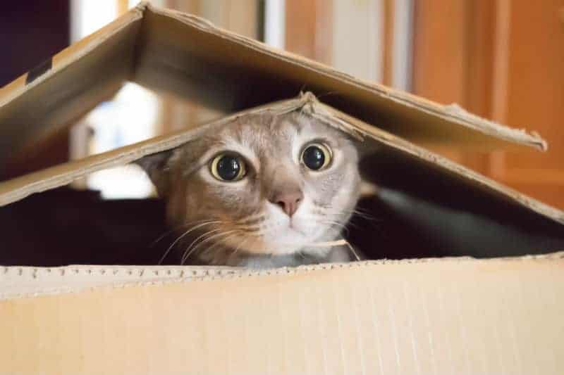 gato cinza dentro de uma caixa de papelão.