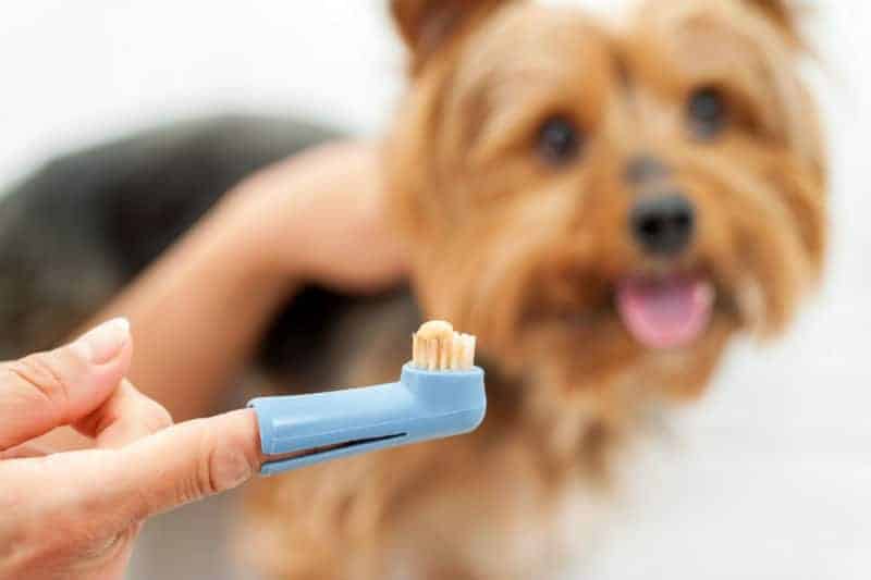 escova e pasta de dente caninas em frente a um yorkshire