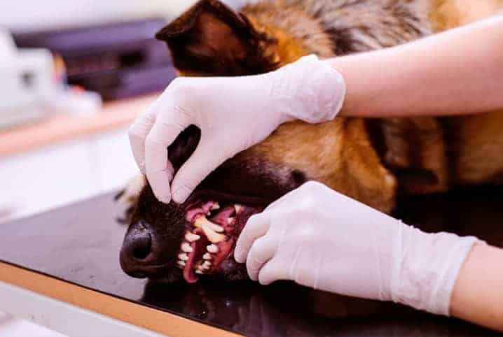 dentista veterinário mexendo na mandíbula de um cachorro