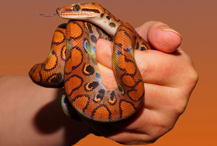 Uma cobra de desenho animado com rosto azul e olhos amarelos