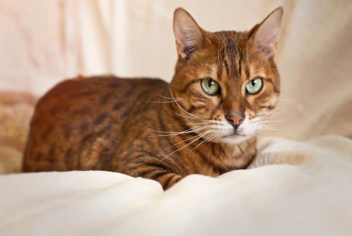 Gato com pelos alaranjados e olhos claros, deitado em um lençol branco.