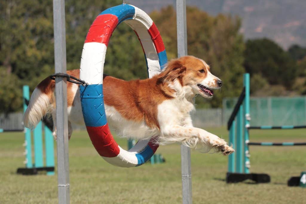 cachorro correndo em obstáculos de agility.
