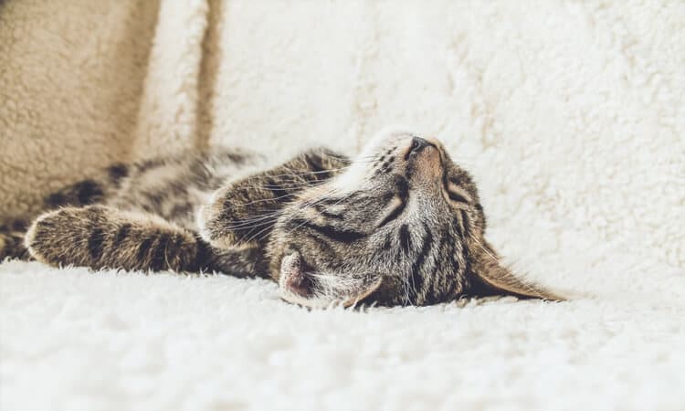 Sonhar com gato é bom? O que cada animal representa durante sono