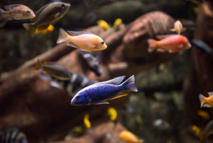 peixes juntos em aquário.