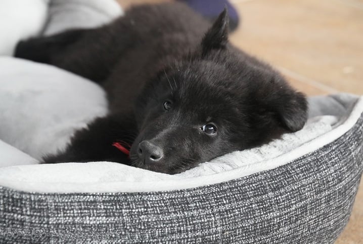 cachorro deitado na caminha.