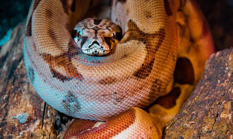 Cobra de estimação: descubra como ter uma em casa