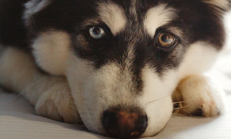cachorro da raça husky com heterocromia olhando para a câmera.