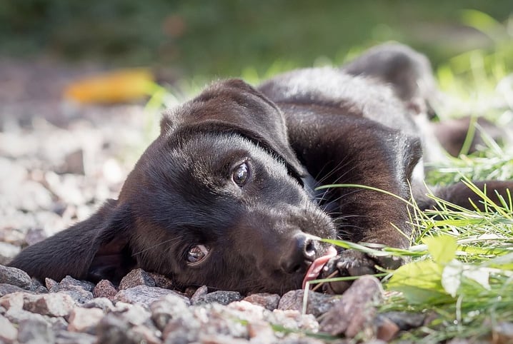 Cachorro labrador preto deitado no chão entre as pedras e a grama.
