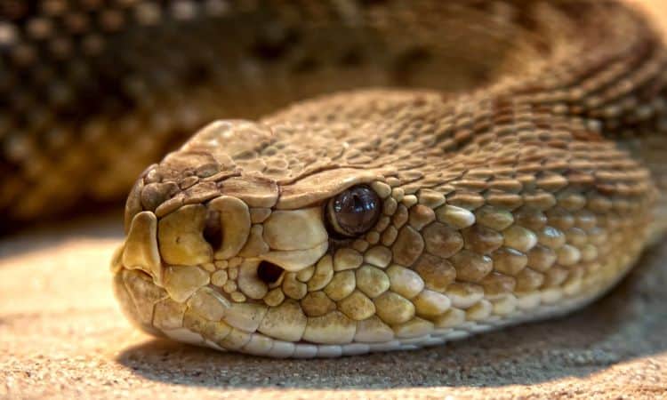 Cobra fala? Pela 1ª vez canto de serpente é registrado no Brasil