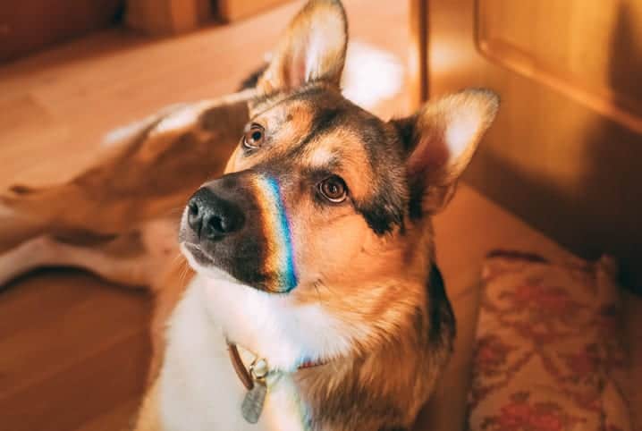 Cachorro com a sombra de um arco-iris no rosto.