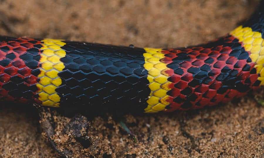 parte de uma cobra colorida recortada pela fotografia
