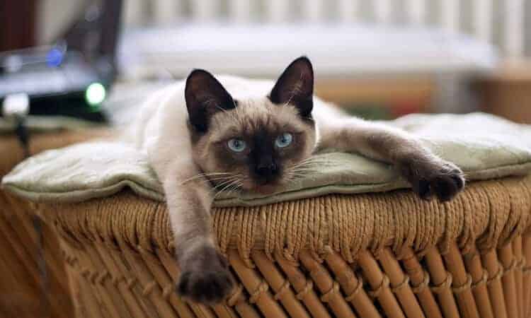 gato deitado em cesta.
