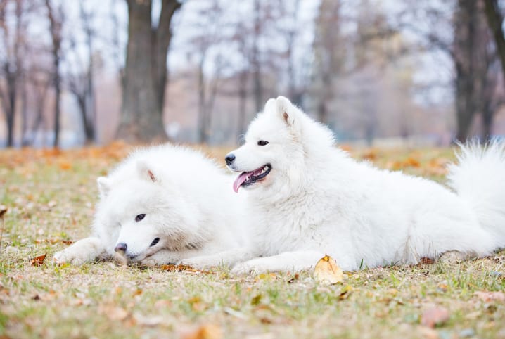 dois cachorros brancos deitados na grama