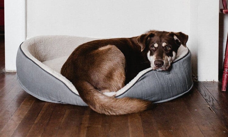cadela marrom deitada em uma cama acolchoada