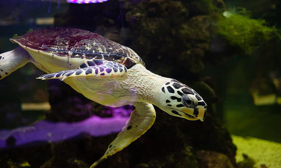 tartaruga nadando próximo às pedras do aquário.