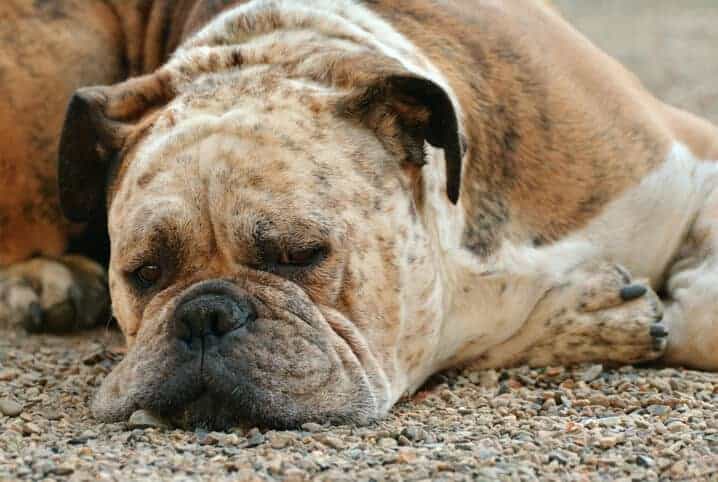 cachorro deitado com feição triste