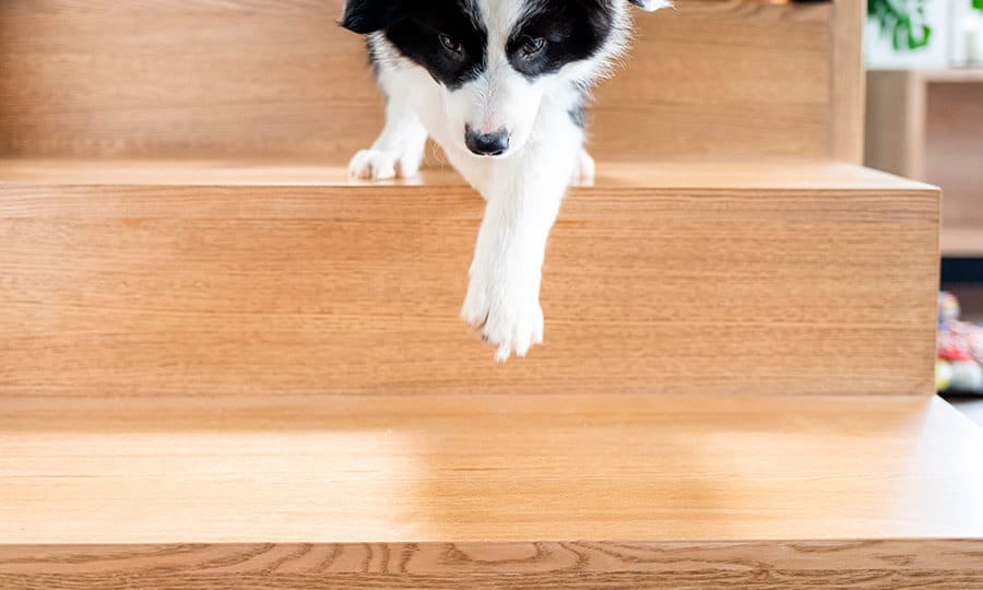 Cachorro com pelos branco e preto descendo a escada nos últimos degraus.