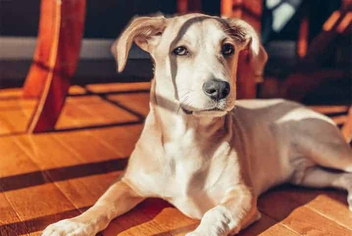 cachorro claro deitado em uma plataforma de madeira