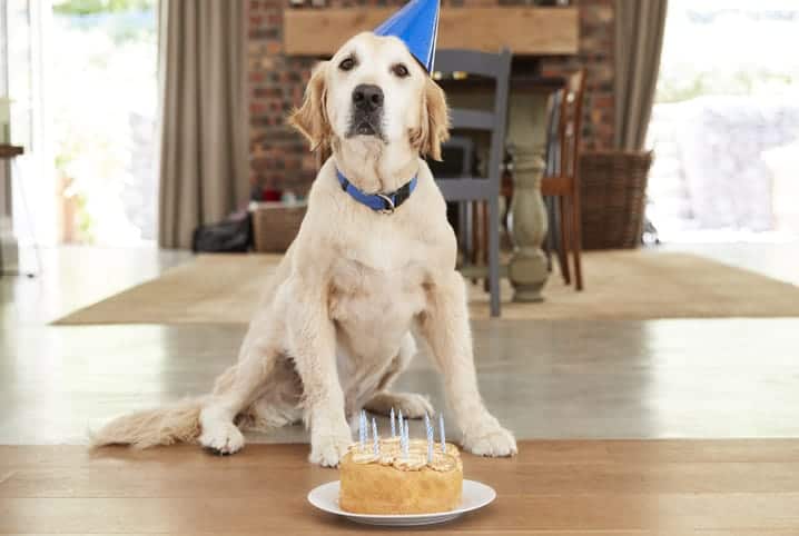 cachorro com bolo de aniversário