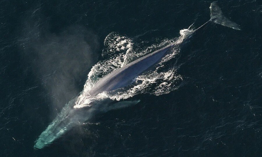 baleia-azul nadando no oceano