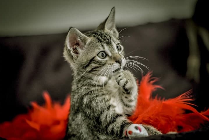 gatinho com expressão curiosa