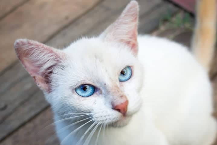 Gestantes, bebês e gatos podem viver na mesma casa com saúde; veja