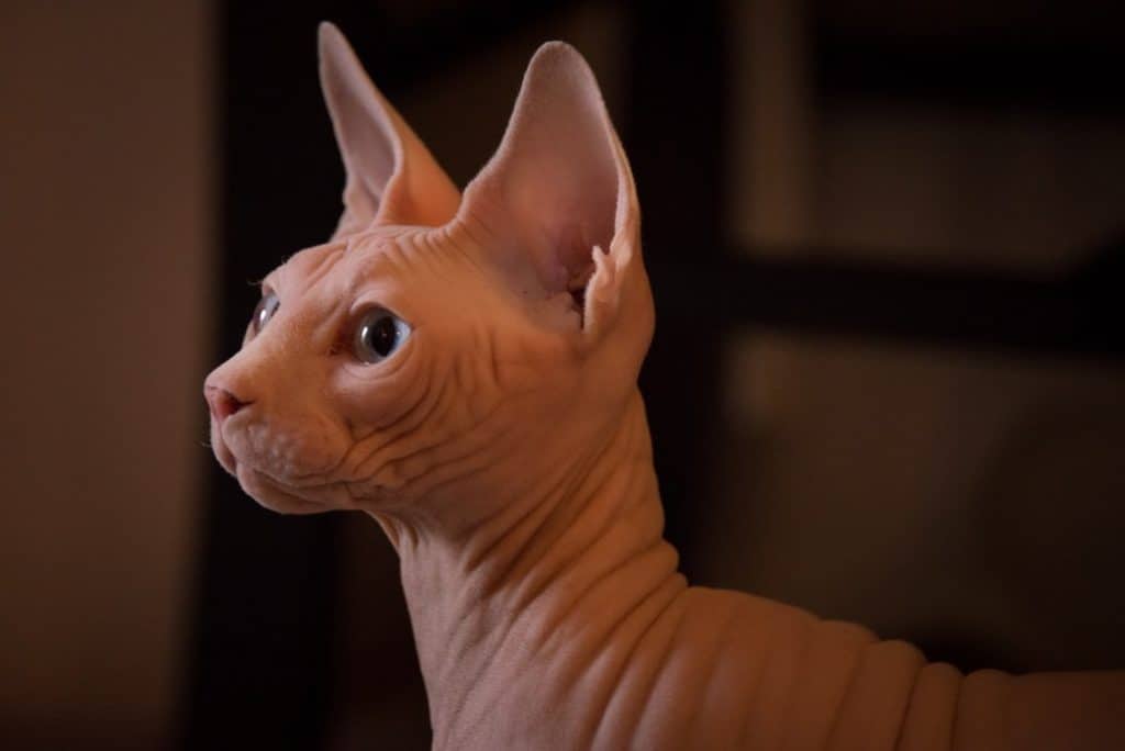 gato sphynx de perfil.