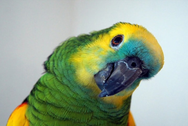 papagaio pode comer kiwi