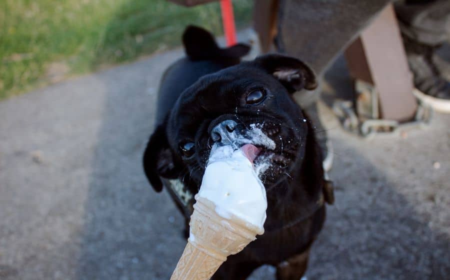 cachorro pode comer sorvete