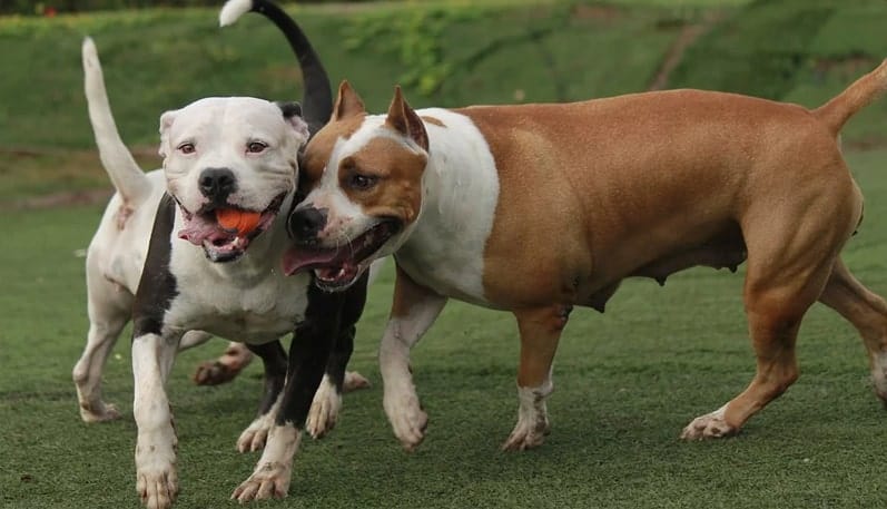 dois pitbulls brincando juntos.