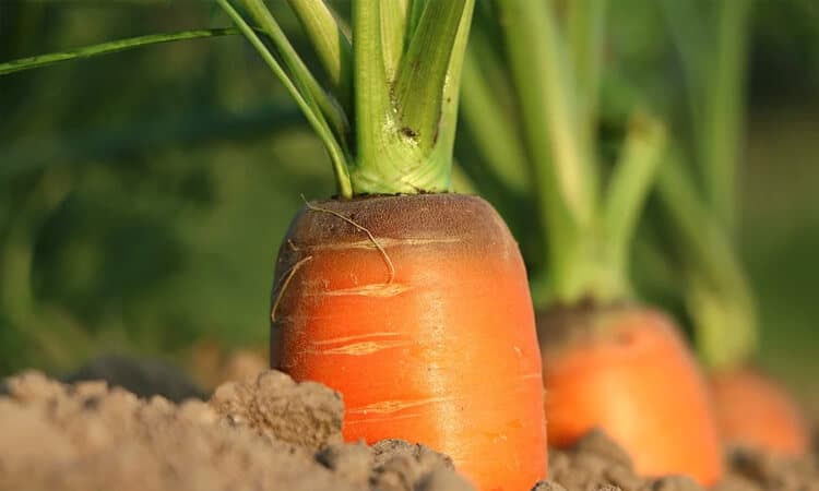 como fazer muda de cenoura