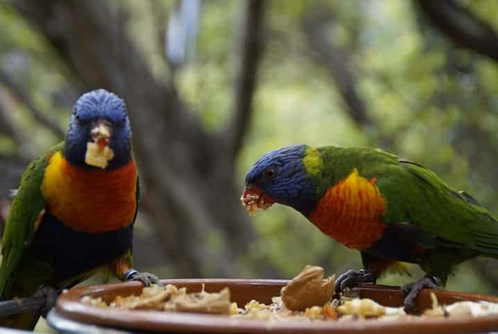 pássaros comendo juntos.