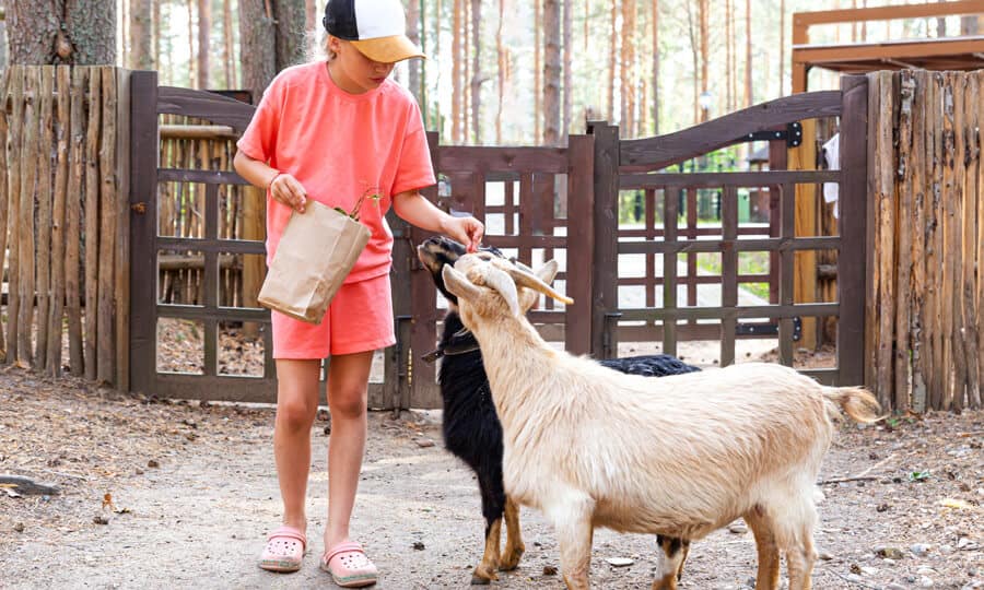 menina com roupa rosa alimentando uma cabra ana branca e outra preta