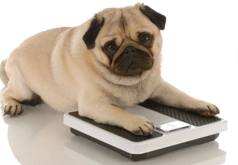 Cachorro obeso, da raça Pug, na cor fulvo, com as patas em cima de uma balança.