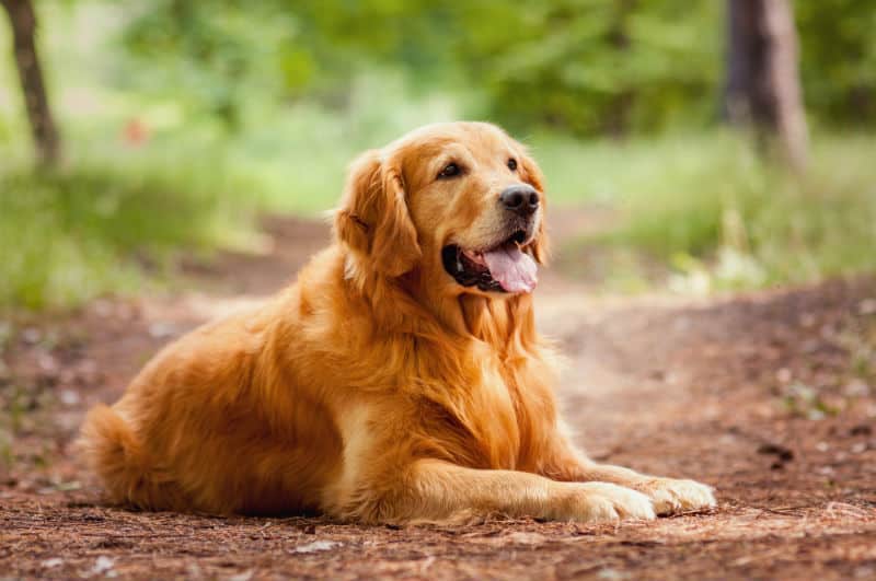 Cachorro obeso da raça Golden, com pelagem dourada, deitado no chão de um parque.