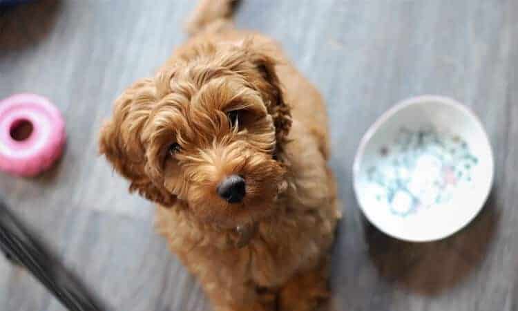 Cachorro pode comer fígado de boi? Descubra agora!