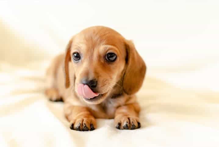 Cachorro filhote, na cor caramelo, com a língua para fora.