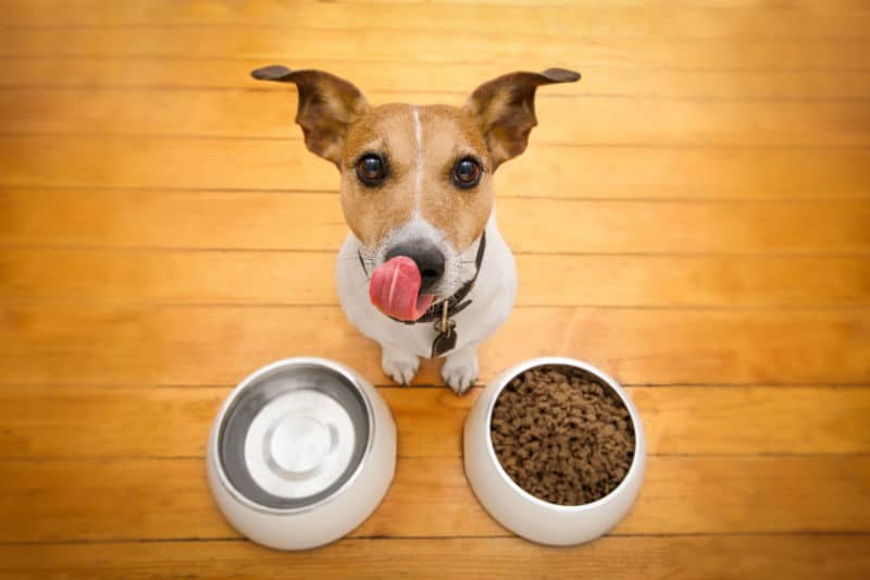 Cachorro nas cores bege e branco ao lado de um pote de comida e de água.