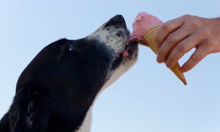 Cachorro com pelagem preta tomando sorvete de casquinha.