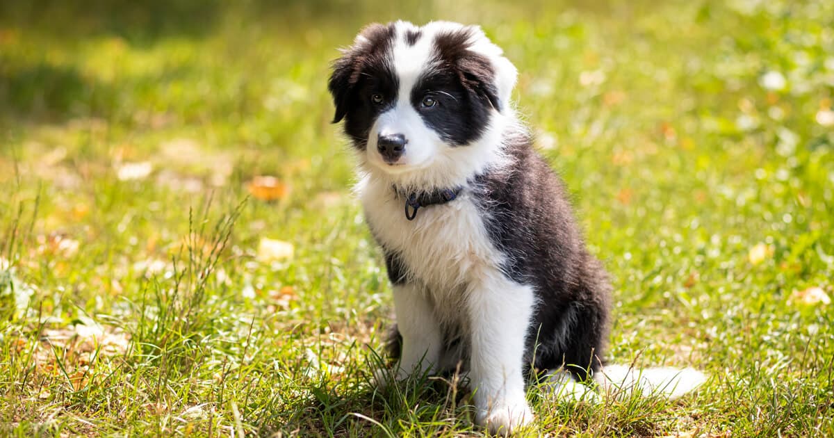 Filhotes na Cor Marrom da Raça Border Collie