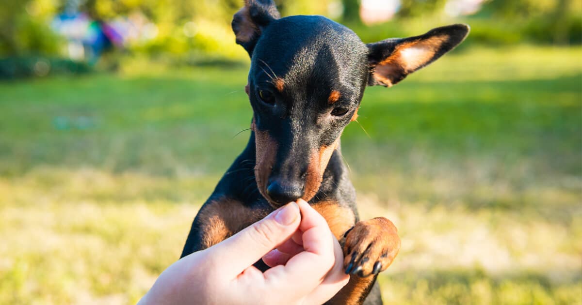 Cachorro pinscher com vira-lata comendo um petisco direto da mão do tutor.