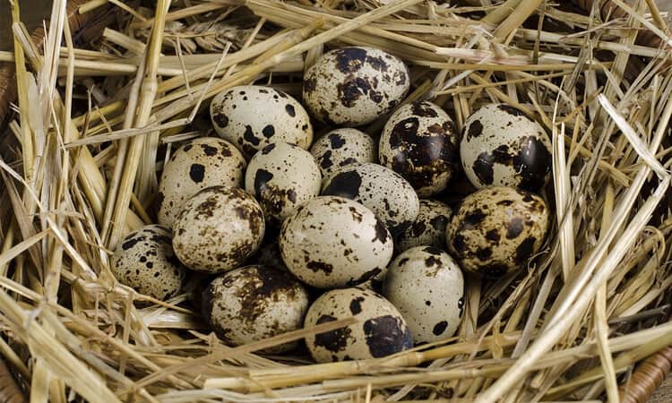 Ovos de codorna em um ninho de feno.