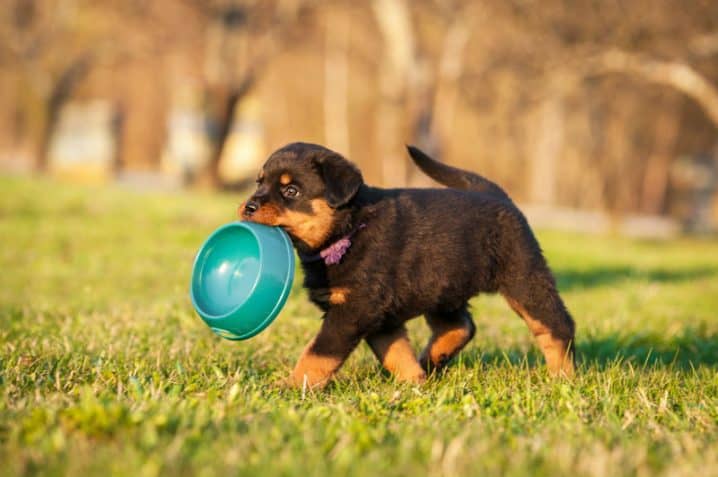 cachorro preto carregando um pote de comida