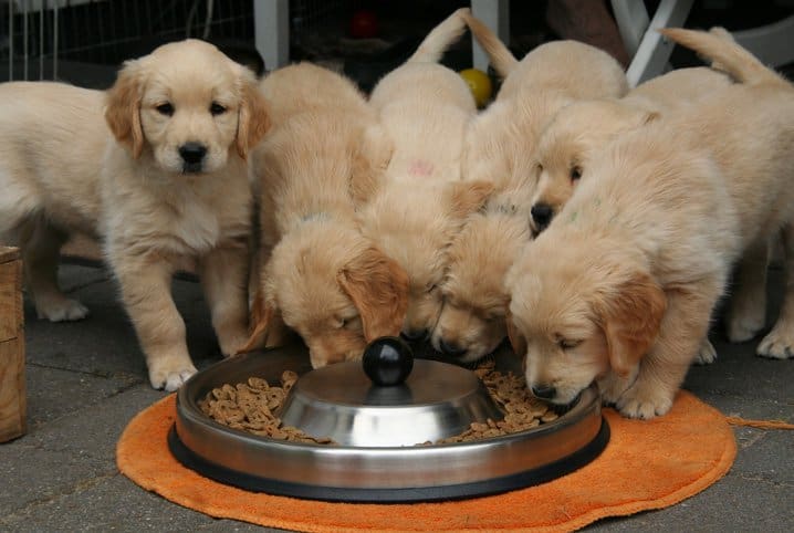 muitos cachorros da raça golden comendo em um mesmo comedouro
