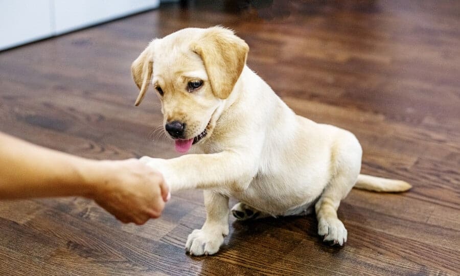 cachorro filhote dando a patinha para o tutor