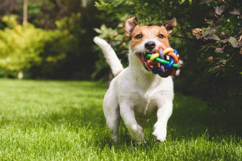 cão brincando no gramado com bolinha colorida indicando os benefícios da suplementação para cachorro