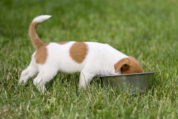 cão filhote saudável comendo em um pote cinza na grama indicando os benefícios da suplementação para cachorro