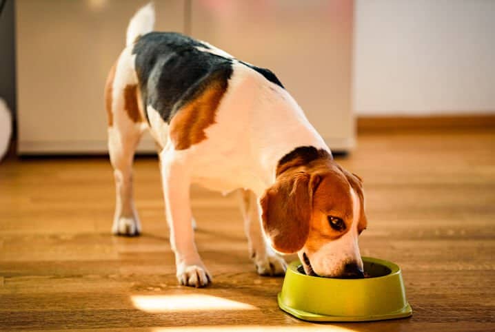 cão saudável comendo feliz indicando os benefícios da suplementação para cachorros