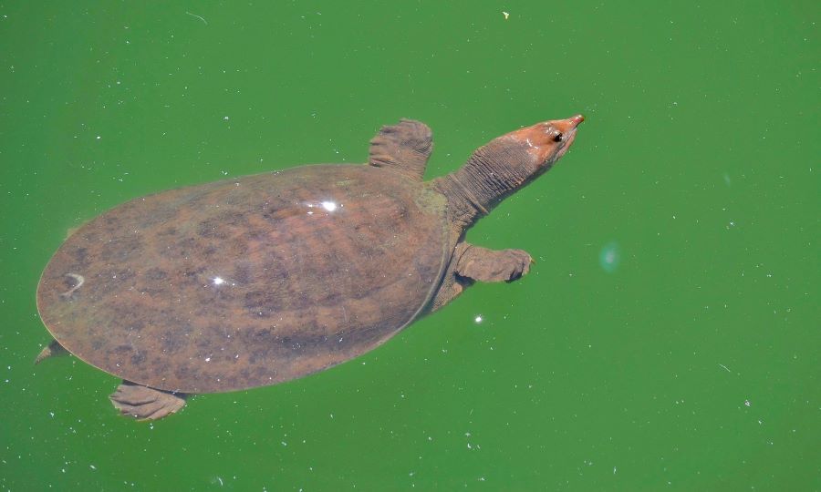 tartaruga de casco mole nadando no rio.