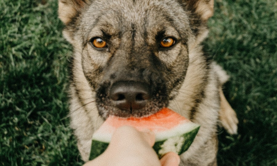 tutor oferecendo uma fatia de melancia parra seu cachorro